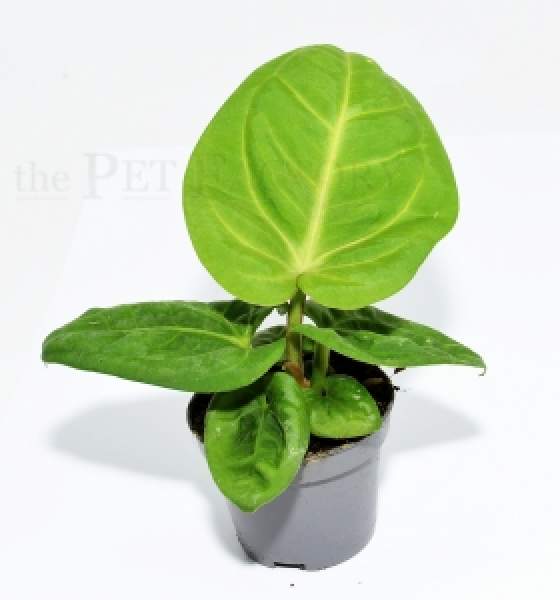 Anthurium villenaorum